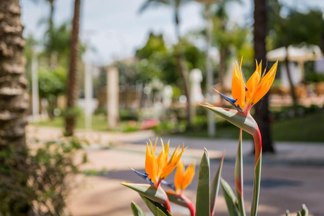 Alanda Marbella Hotel Bagian luar foto Bird of Paradise